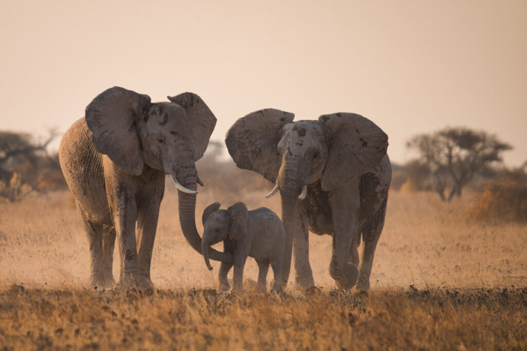 Rent a Bakkie for your next Game Reserve Trip